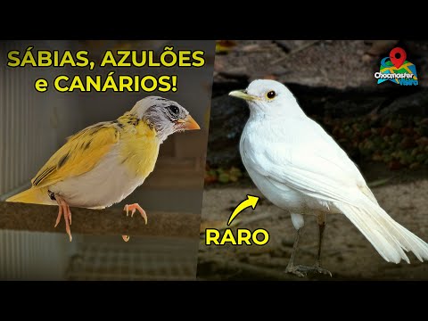 Azulões GIGANTES, Sabiás BRANCAS e Canários únicos - Criatorio Rio Azul - Chocmaster Visita