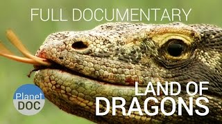 Full Documentary. Komodo Dragon | Land of Dragons  - Planet Doc Full Documentaries