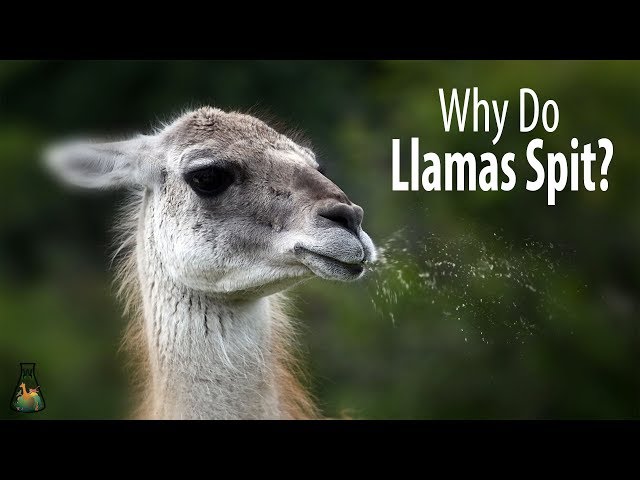 Pronúncia de vídeo de llamas em Inglês