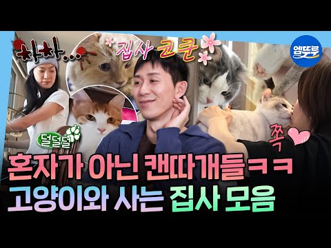 털 날리게 행복하다... 옥자연X코쿤X경수진의 집사 라이프