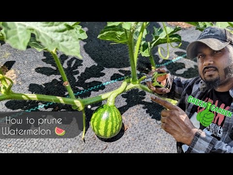 How to prune watermelon - Save Space ! Juicier Melons ! Increases Fruit Size Faster ! #watermelon