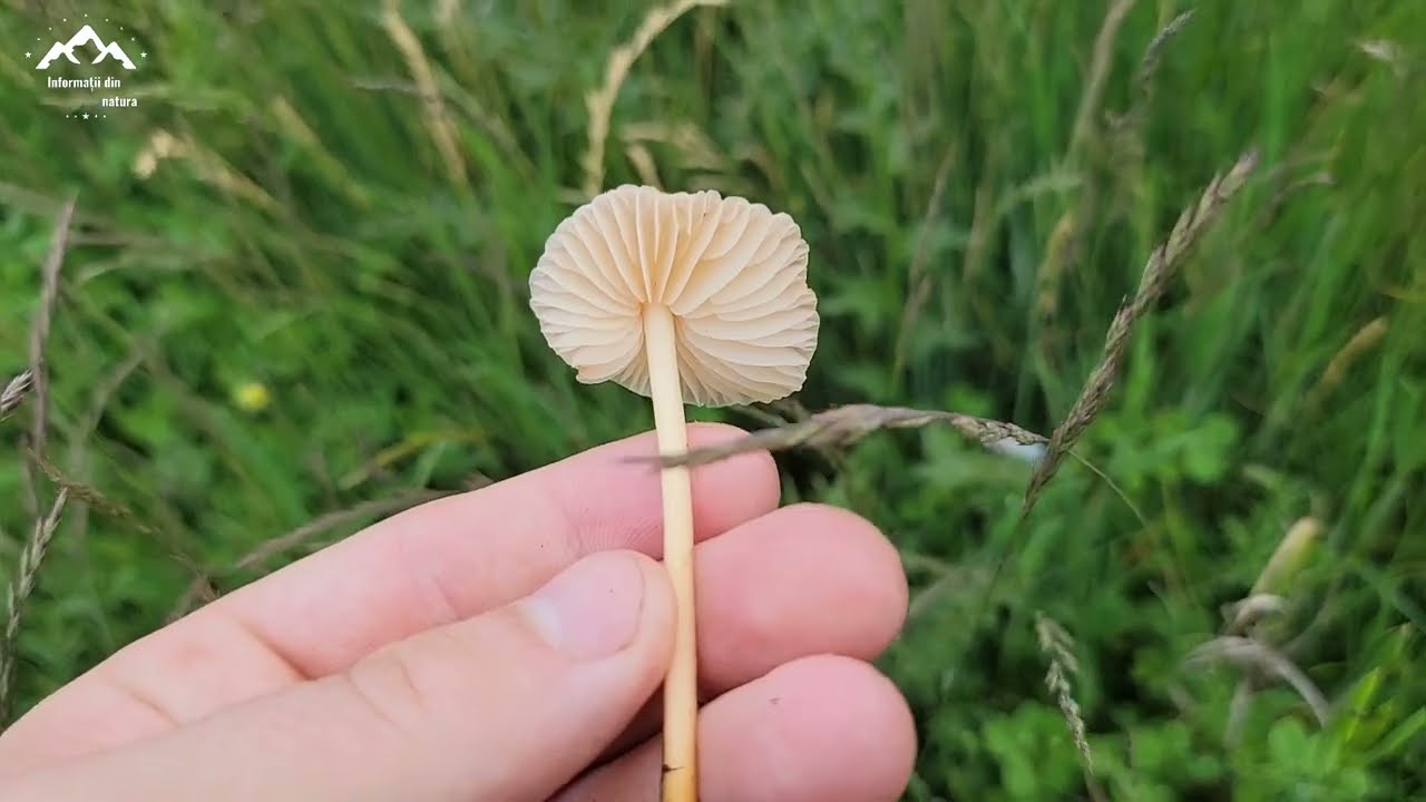 Ciuperci de câmpie-Delicatesa din Romania / Culesul ciupercilor / Ciorba de ciuperci