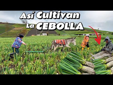 Así cultivan la mejor  CEBOLLA en los PÁRAMOS del Ecuador 