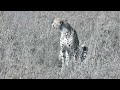 Serengeti Shall Not Die