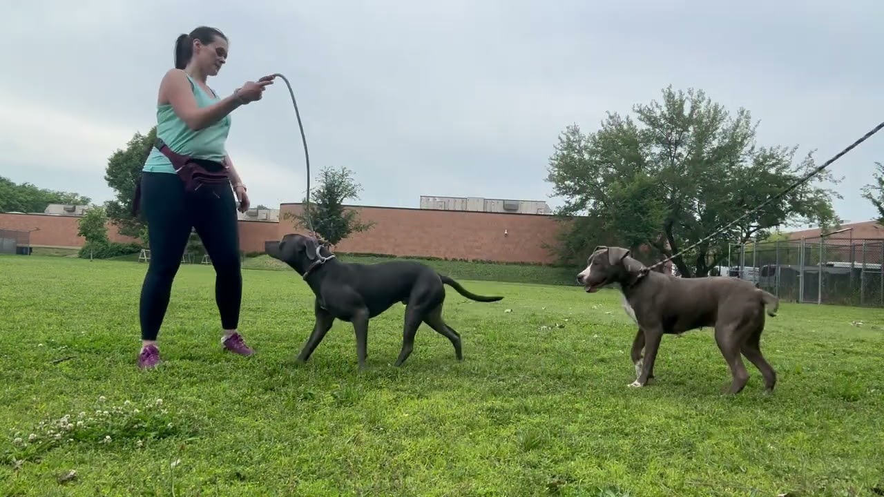 Baby's Leash Test