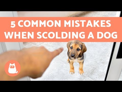 YouTube video about: Why do I have the urge to hit my dog?