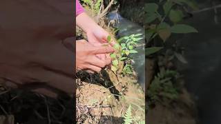 Download lagu Berburu Buah Ciplukan | Buah Liar yang Manis & Langka 😍 #ciplukan #buahliar #vlog #shorts mp3 Download lagu Berburu Buah Ciplukan | Buah Liar yang Manis & Langka 😍 #ciplukan #buahliar #vlog #shorts mp3