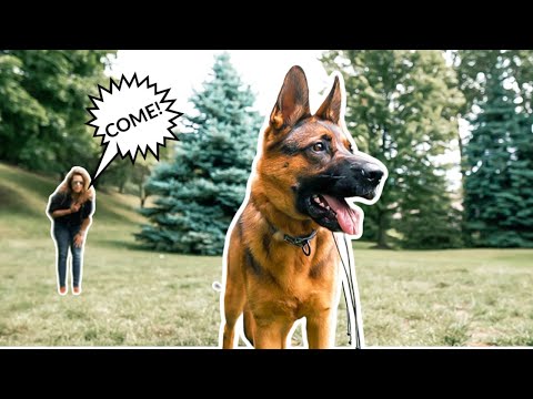 YOUR DOG NOT COMING WHEN CALLED? HOW TO CORRECT YOUR DOG OFF LEASH!