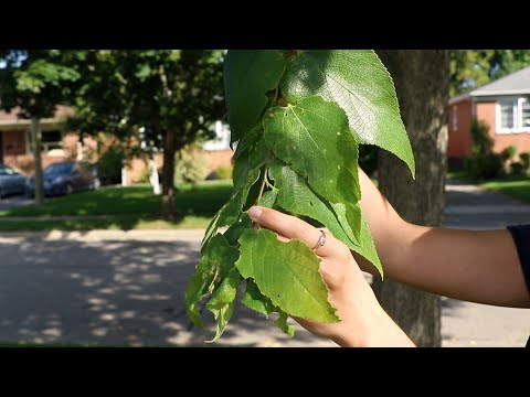 Top Native Trees for Urban Yards: Hackberry