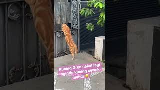 Download lagu Kucing Oren nakal lagi ngintip kucing cewek mandi | cute orange cat mp3