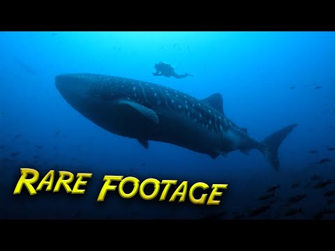 HUGE Whale Sharks at Cleaning Station!