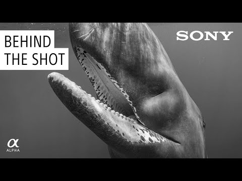 Photographing Sperm Whales with Paul Nicklen | Behind the Shot Ep. 3