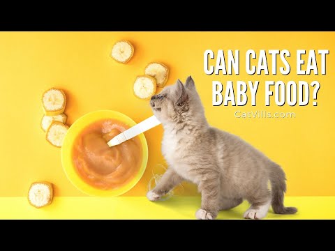 Ever Wondered If Cats Can Eat Baby Food?