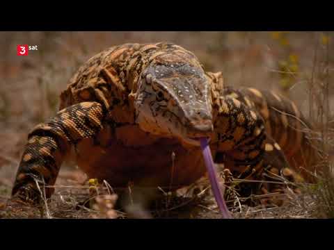 Australiens Schlangen: Giftig und gefährlich - Dokumentation Deutsch