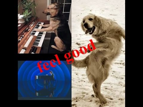 Hit song cover and dance by dogs- Try not to laugh
