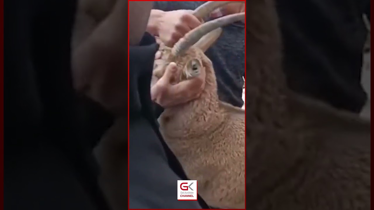 ڤیدیۆ | کۆمەڵێک گەنجی هەورامان بزنەکێویەک ڕزگاردەکەن