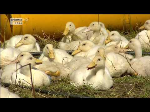 (Doku in HD) Leuchtendes Land - Dänemark von Skagen bis Bornholm