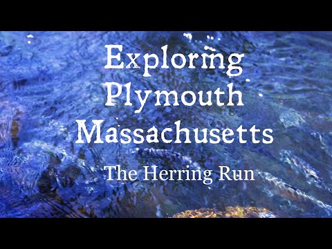 Exploring Plymouth Massachusetts: The Herring Run
