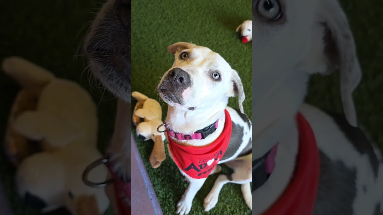 Enlarge Ella, a Adoptable mixed breed in Cumberland, RI video 6/6