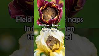 Field mice take napes in flowers when they get tired