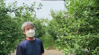 경주 사과 다수확 비료량 색내기 요소추비 엽면시비 설탕 맹물시비 당도 저장양분 저장력증대 내년농사 동해방지 …