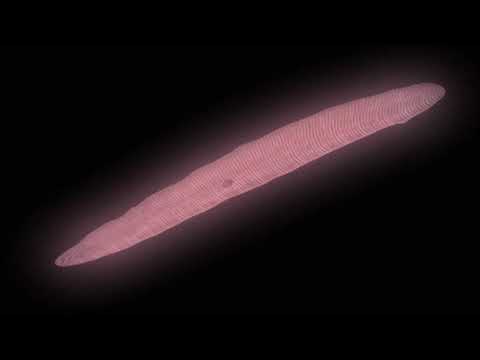 Flatworm Animation - Body Plan