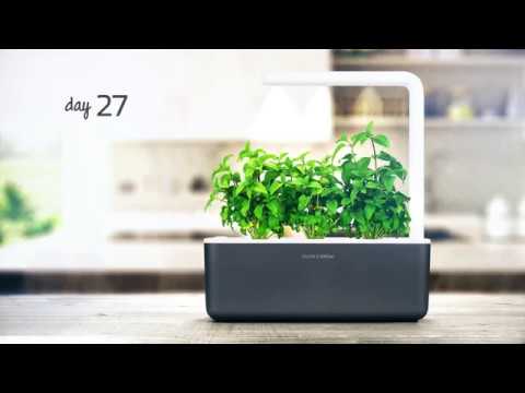 Click &amp; Grow sėklos išmaniajam vazonui - Taivanietiškas bazilikas (SGR37X3) 3vnt. video