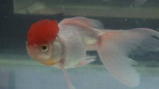 Red cap Oranda Goldfish