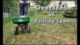 How To Overseed An Existing Lawn - Fall Lawn Renovation and Overseeding Step 4