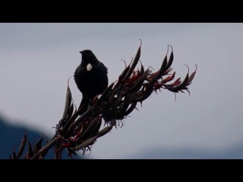 Relaxing 2 hours + of Beautiful Birdsong of New Zealand