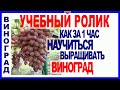 🍀 10 Шагов. Посадка, формировка, обрезка винограда.
