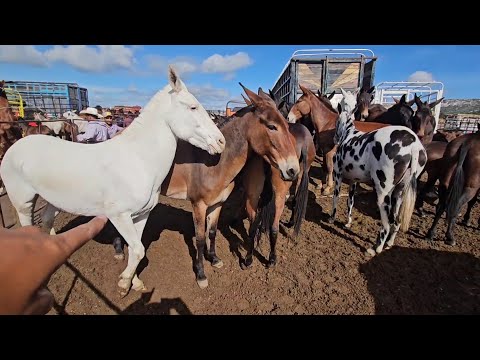 Las Mejores Mulas de Puebla y Oaxaca descubre precios plazas ganaderas tianguis ganadero