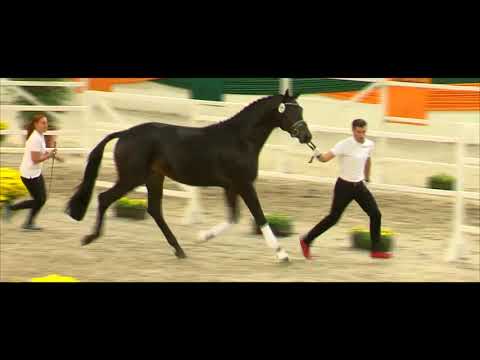 💥 INTEGER 💥 - Prämienhengst der Trakehner Körung 2018  v. Millennium - Songline