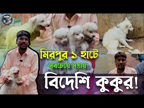 Cheapest foreign dog, Mirpur 1 market | @DewanPets | Dog Price in Bangladesh