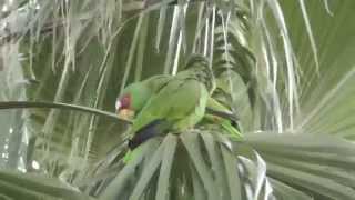 preview picture of video 'White-fronted parrots. Brownsville Texas'
