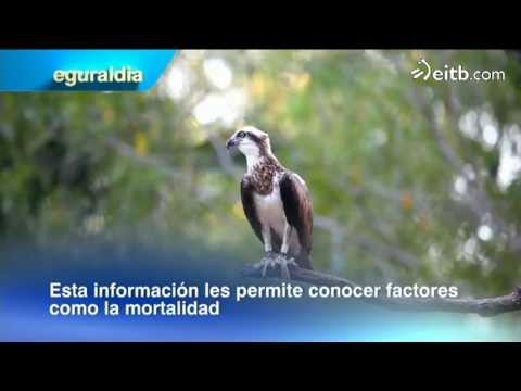 El águila pescadora se reintroduce gracias a Urdaibai Bird Center