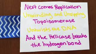 DNA Structure and Replication (Circle of Life)