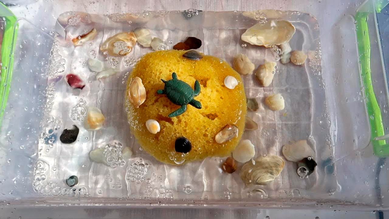 Summer Squeezes | Water sounds || ASMR Sponge Squeezing