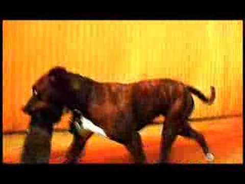 Luz Mob - La Subienda (Featuring Sugar, The Salsa Dancing Pitbull!!)