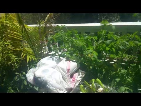 Video: hydroponic porch garden