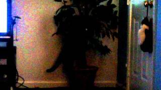 Tuxedo kitten being a bad boy!