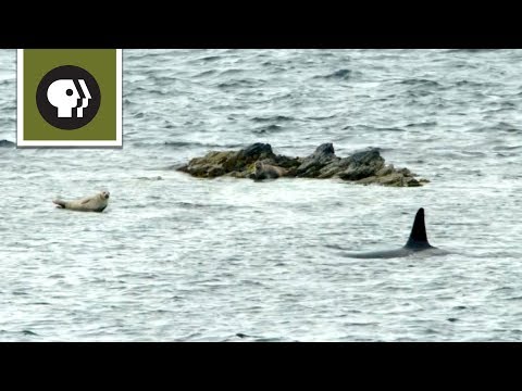 The Sneaky Way Orcas Hunt Seals
