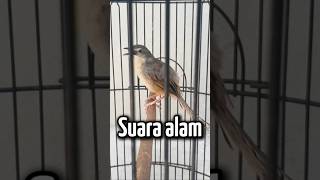 Download lagu Ciblek gunung suara alam #shorts mp3