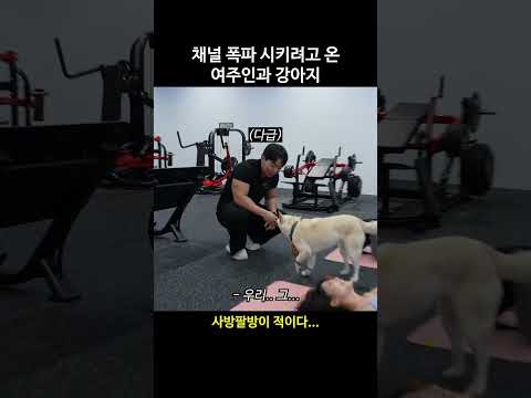 핏블리 채널 폭파 시키려고 한 강아지