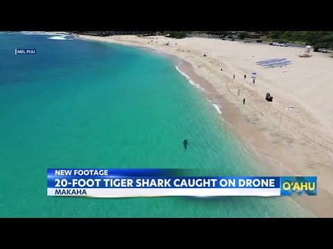 20-foot tiger shark lurking near Makaha waters