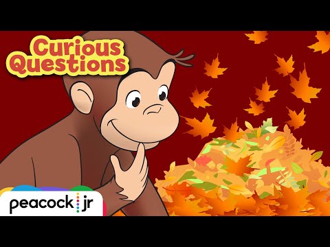 Why Do Trees Drop Their Leaves? | CURIOUS QUESTIONS