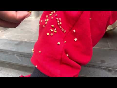 ​Don't Stay Here If You Hate Walking! Best Western Pattaya Review #thailand