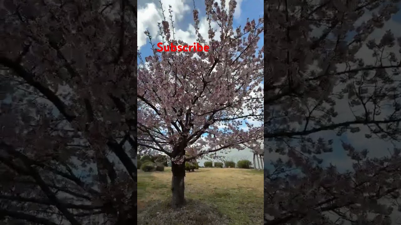 Let your heart bloom like cherry blossoms. 💖🌸 #sakura #japan #short