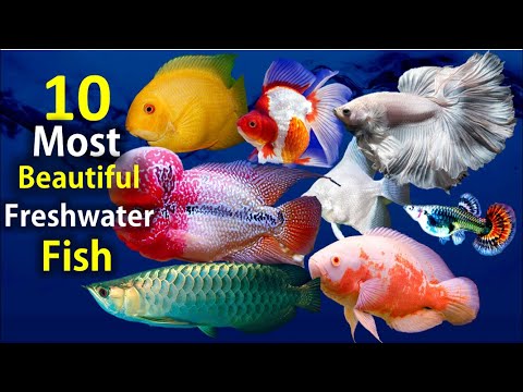 , title : '10 Most Beautiful Freshwater Fish for Aquarium