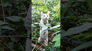 Funny Cute Kitten..😹😅 #shortsfeed #kitten #funny #cute #cat #funnycatvideos #animals #shorts #news